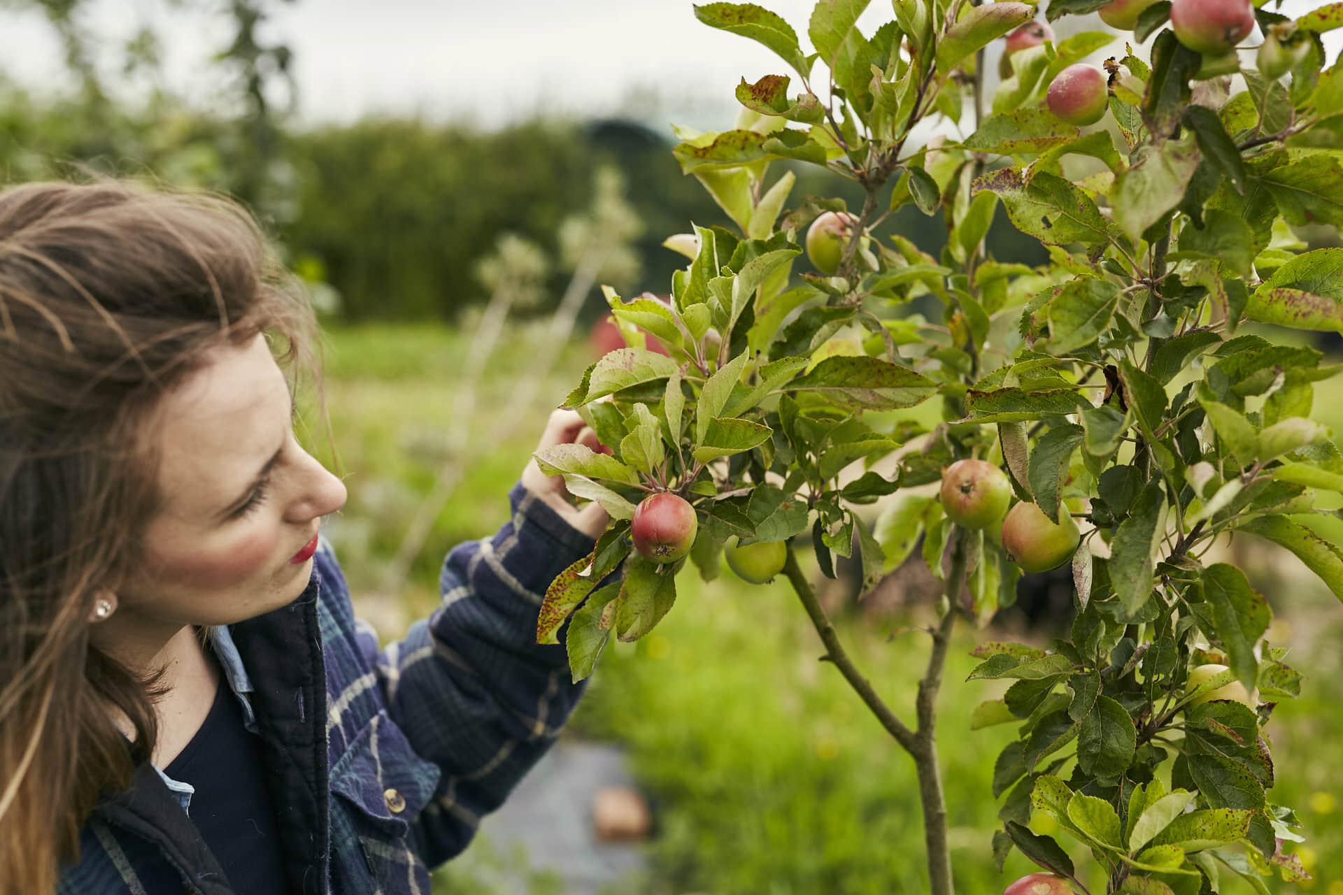 Organic Apple Farming