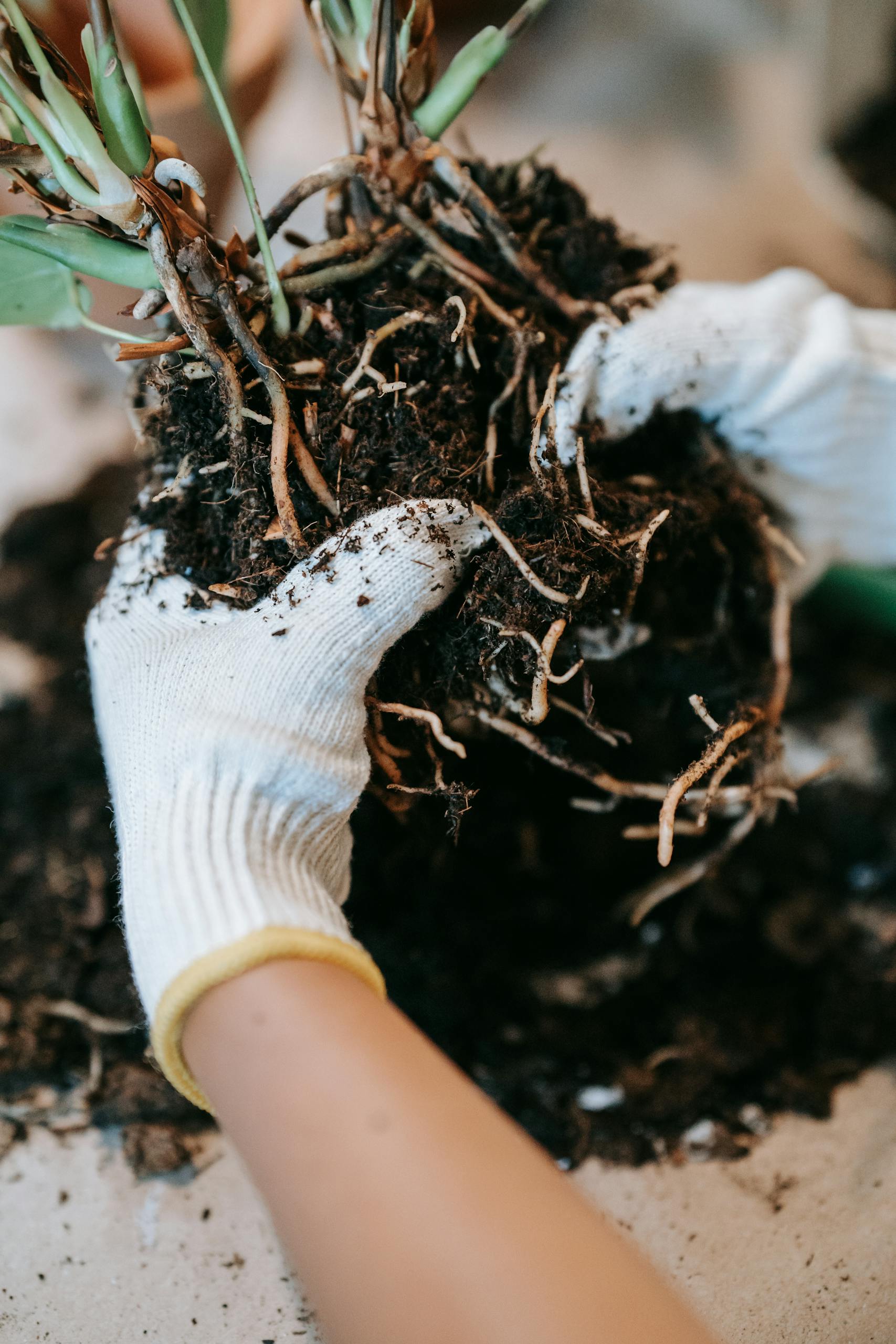 Journal Closeup of gloved hands holding plant roots in rich soil, symbolizing growth.