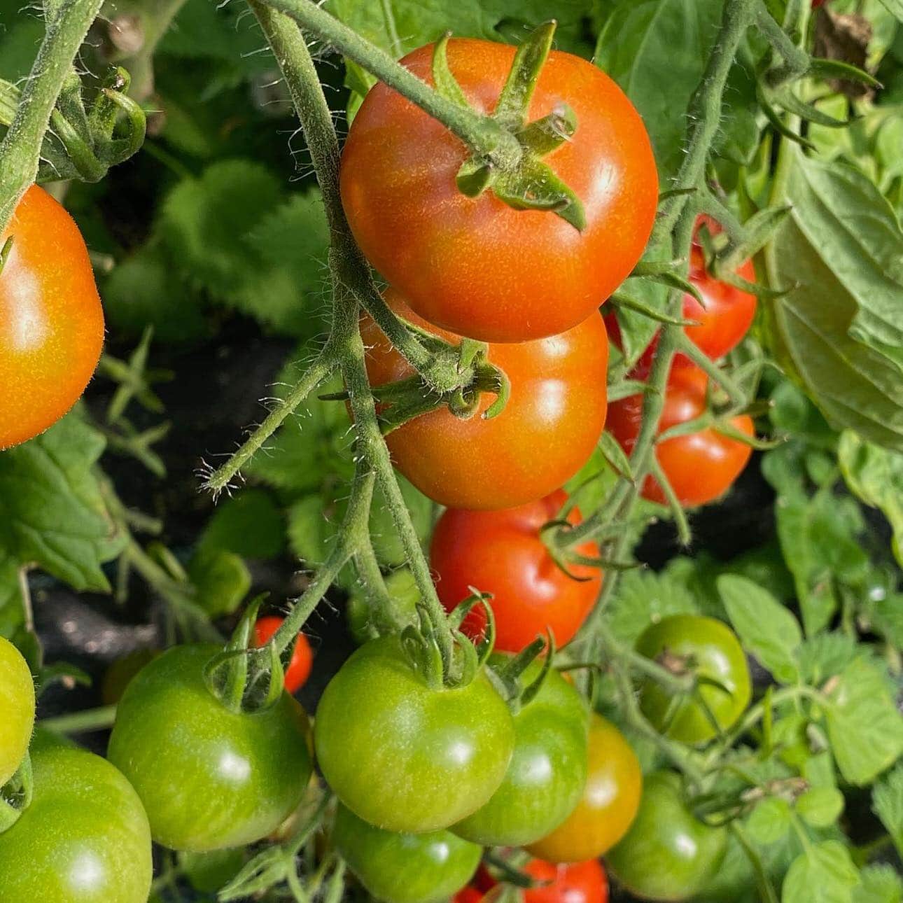 Produce PRODUCE