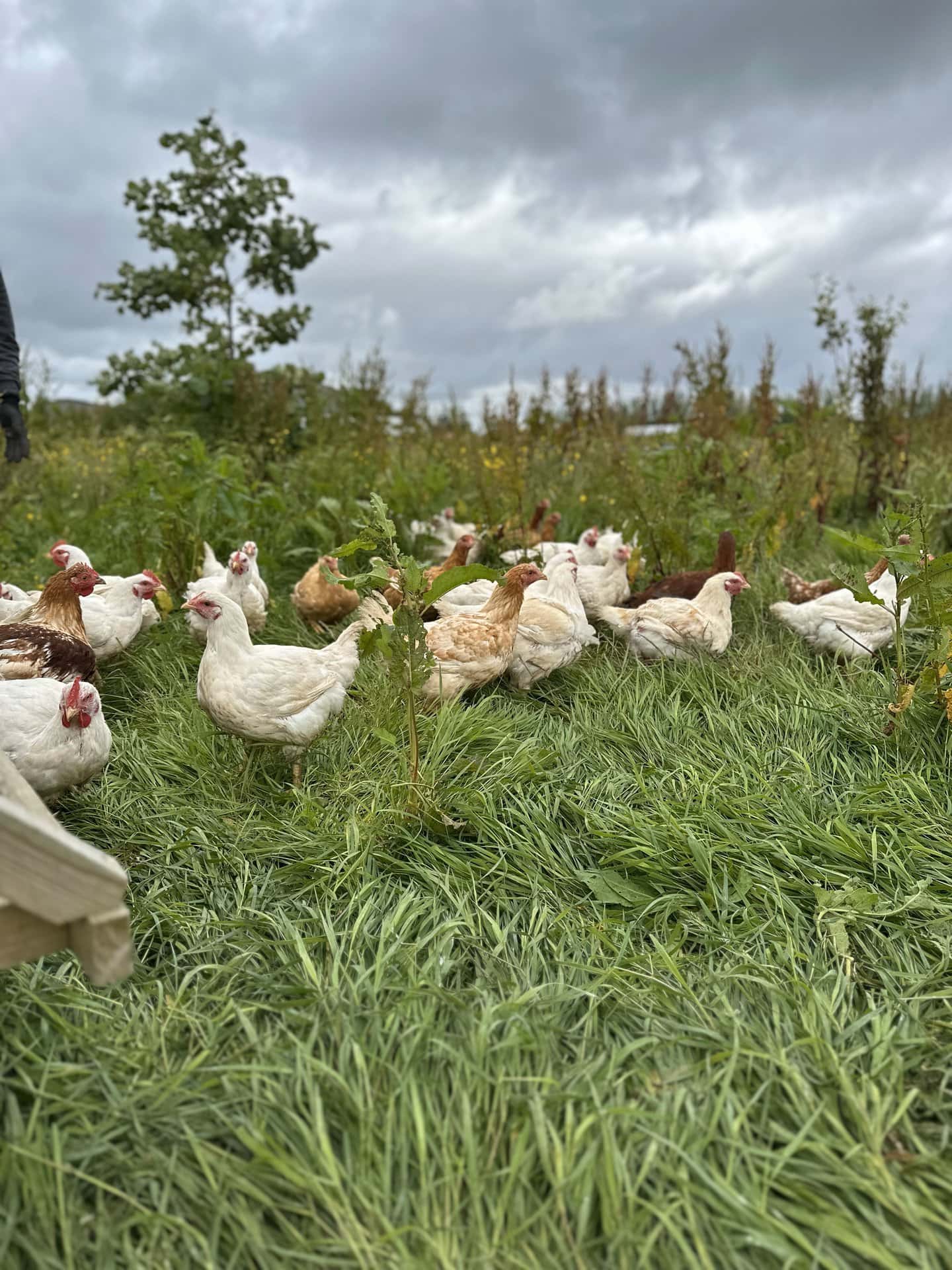 pasture raised chickens roaming free on grass